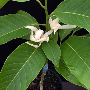 White Michelia Champaca Alba Tree actual photo