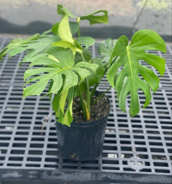 Monstera Deliciosa