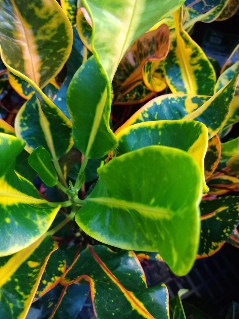 Croton Mamey Plant Etsy