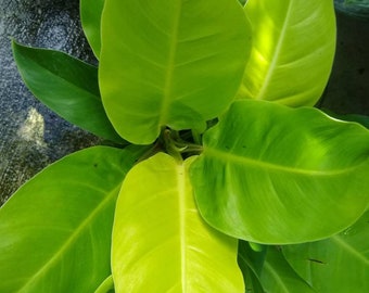 Philodendron Moonlight