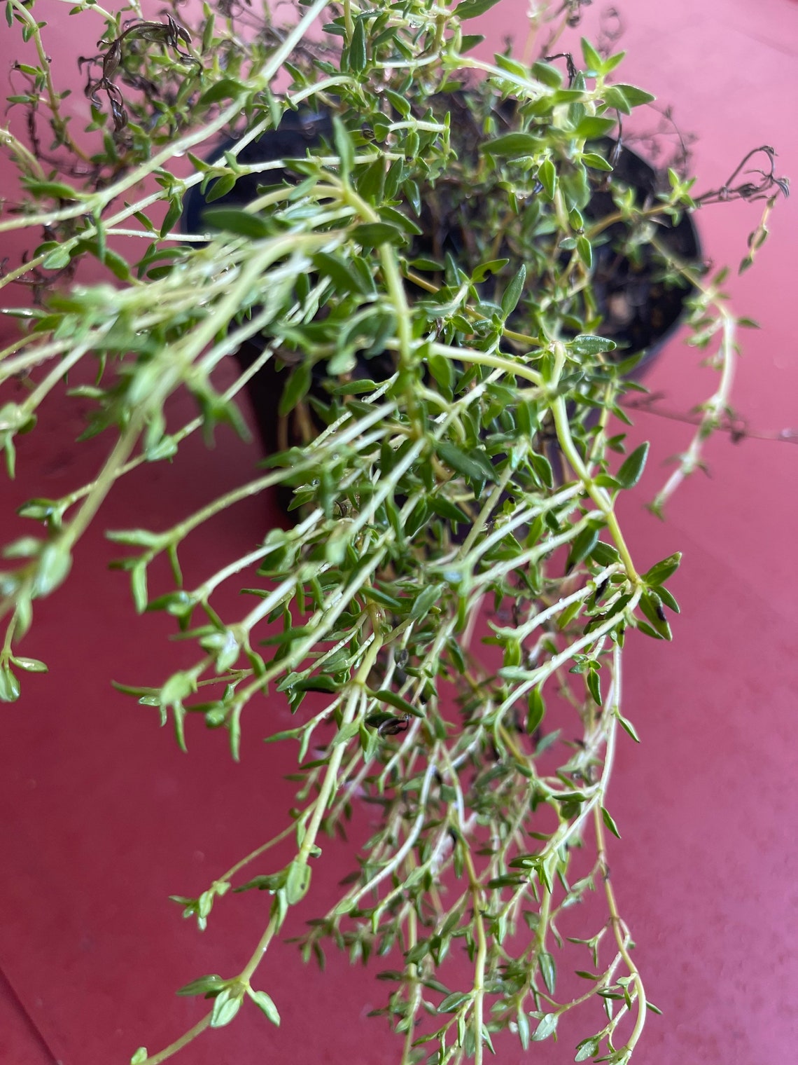 Jamaican Thyme Rooted Plant Etsy