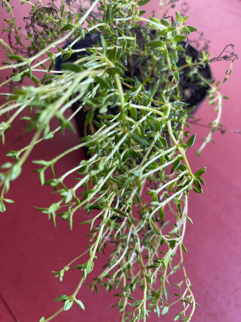 Jamaican Thyme Rooted Plant Etsy