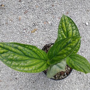 Monstera Peru