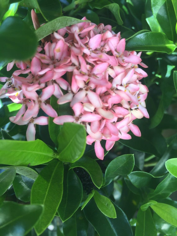 Pink Ixora dwarf plant - Etsy Schweiz