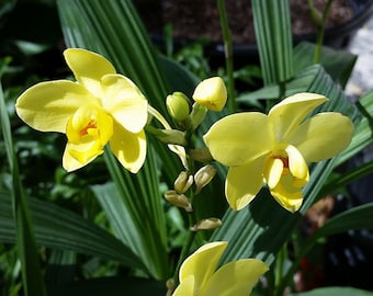 Yellow Ground Orchid