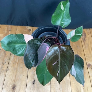 Philodendron Pink Princess Rooted Plant  (RARE TROPICAL) Actual Photo