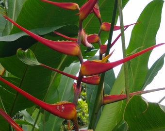 Red Parakeet Heliconia Rhizome