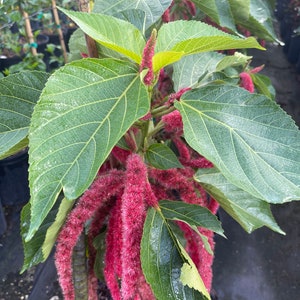 Acalypha hispida (Chenille Bush Plant)