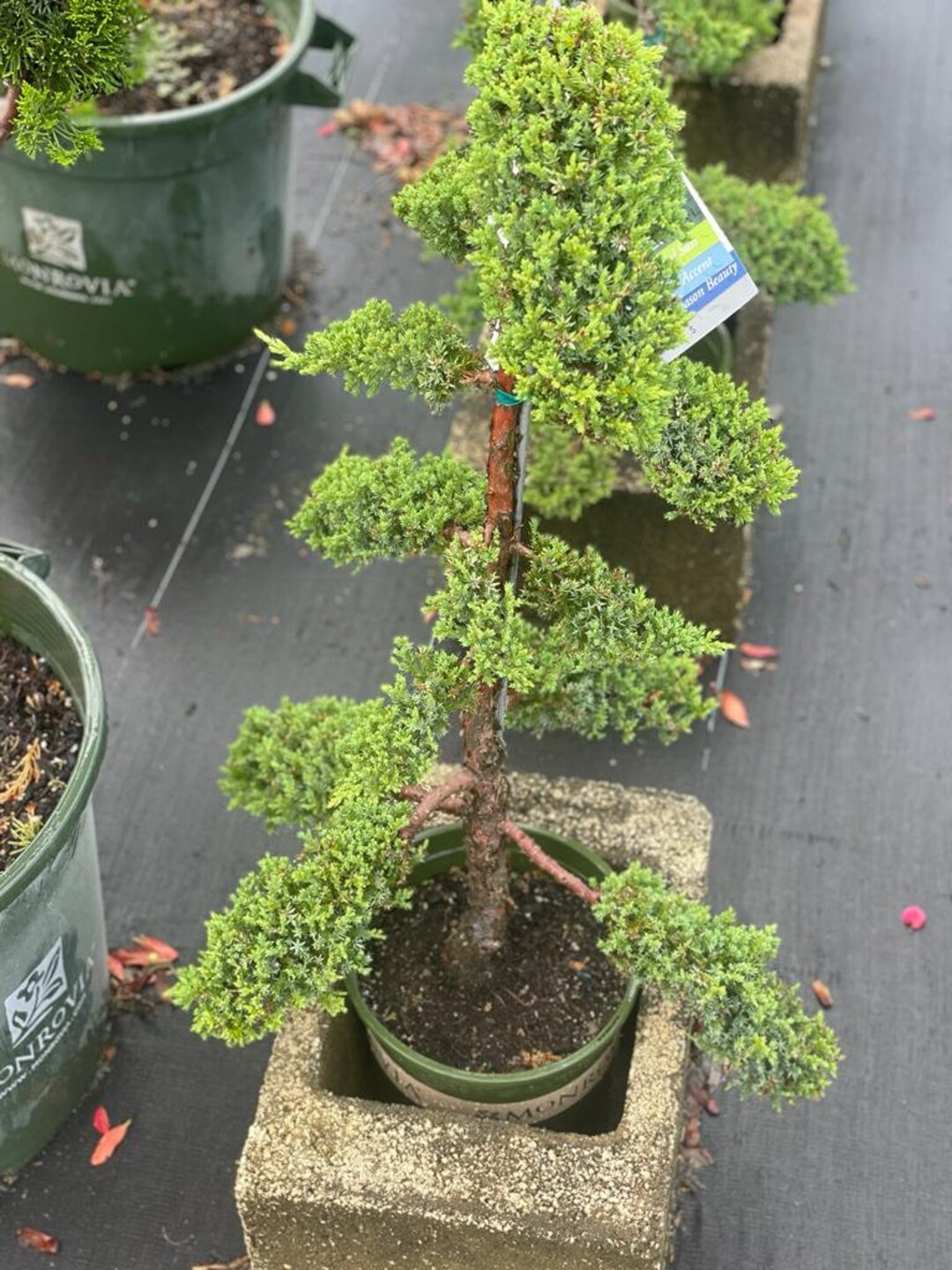 Medium Juniper Oriental Pom Pom SHIPPING Included Etsy