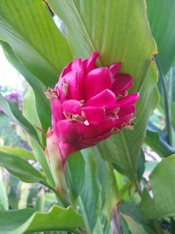 Red Ginger Lily Rhizome Etsy Red Ginger Lily Rhizome Etsy