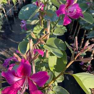 Hong Kong Orchid Tree