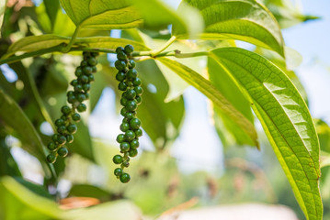 Black Pepper (piper Nigrum) Potted Plant - Etsy