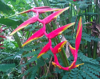 Heliconia Marginata Rauliniana Rhizome