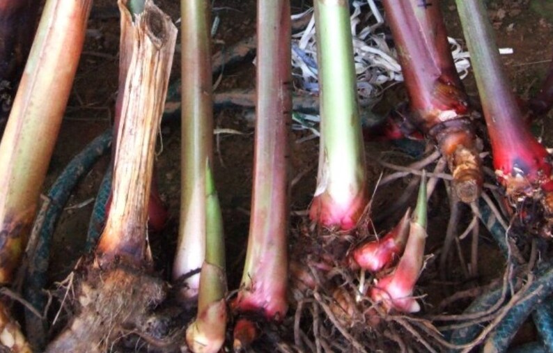 White Ginger Lily Plant Rhizome Etsy