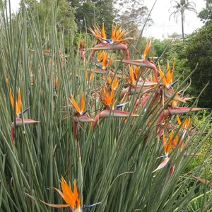 Strap Leaf Bird of Paradise (Strelitzia Juncea)