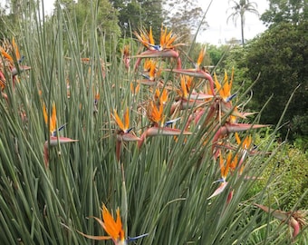 Strelitzia juncea | Rajski ptak z liści paskowych | RZECZYWISTA roślina | Rzadka roślina tropikalna