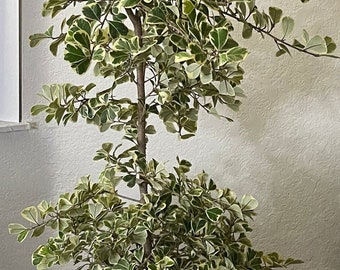 Variegated Ficus Triangularis 4 to 5 feet EXPRESS SHIPPING Included