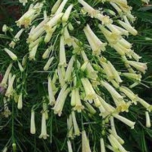10 White Firecracker Plants (Free Shipping)