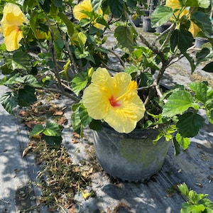 Hula Hibiscus Plant
