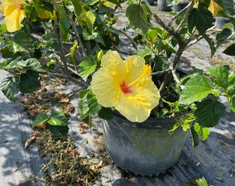May include: A yellow hibiscus flower in bloom with a red center. The flower is growing on a bush in a black pot. The bush is surrounded by green leaves and brown leaves on the ground.