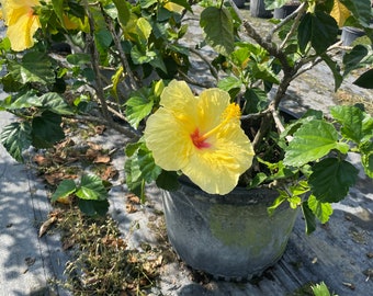 Hula Hibiscus Plant