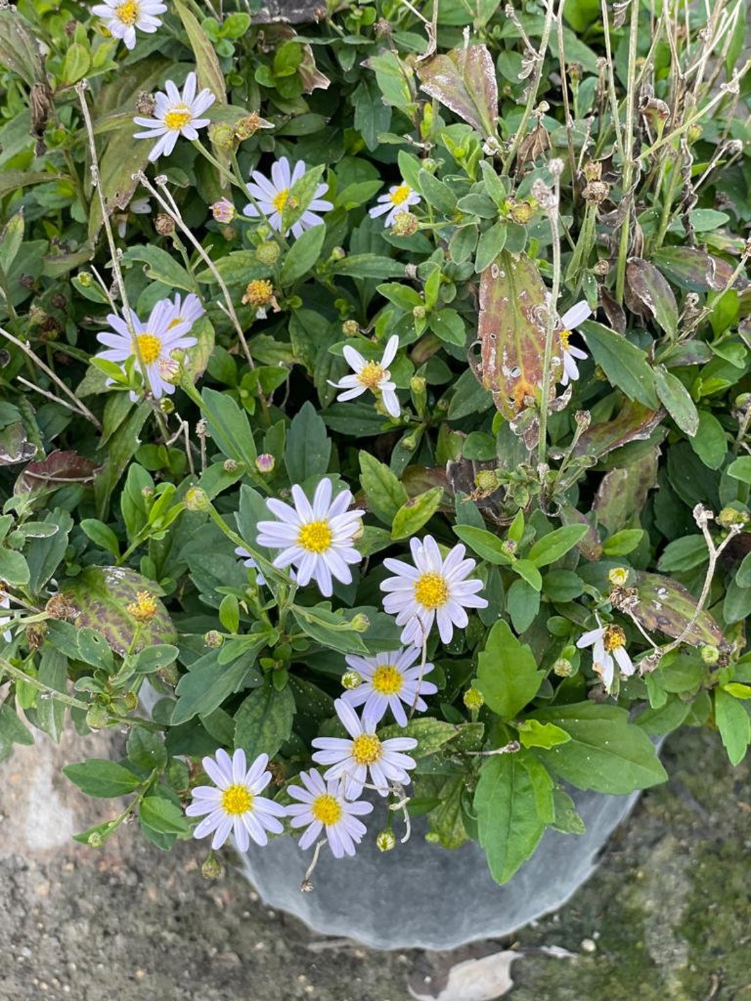 Dwarf Aster Plant - Etsy