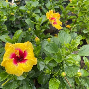 Yellow Hollywood hibiscus plant