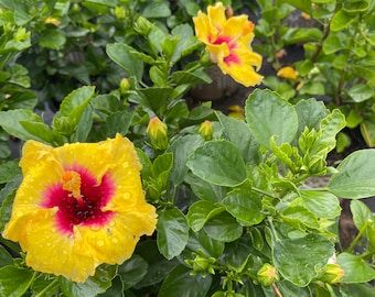 May include: A close-up of a yellow hibiscus flower with a red center. The flower has water droplets on its petals and is surrounded by green leaves.