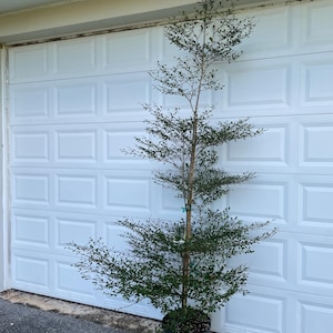 May include: A small, green tree in a black pot, standing in front of a white garage door.