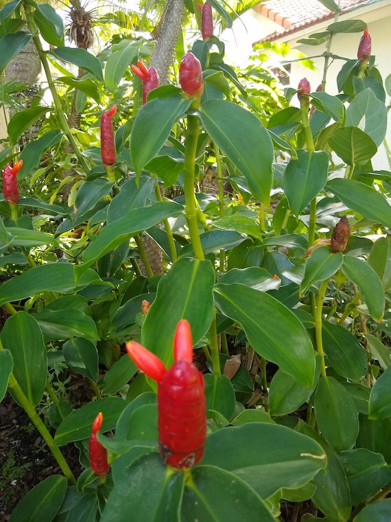 Red Button Ginger Lily Rhizome Etsy Singapore Red Button Ginger Lily Rhizome Etsy Singapore