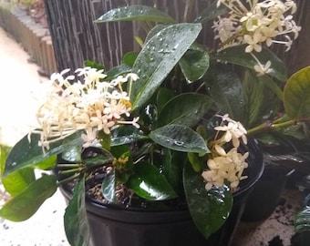 May include: A potted white flowering plant with green leaves. The plant is in a black plastic pot.