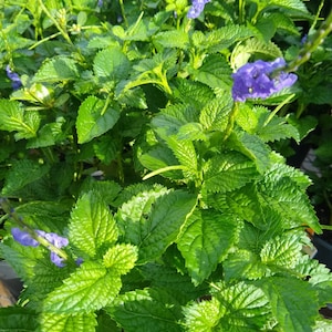 Purple Potterweed (Stachytarpheta sp)