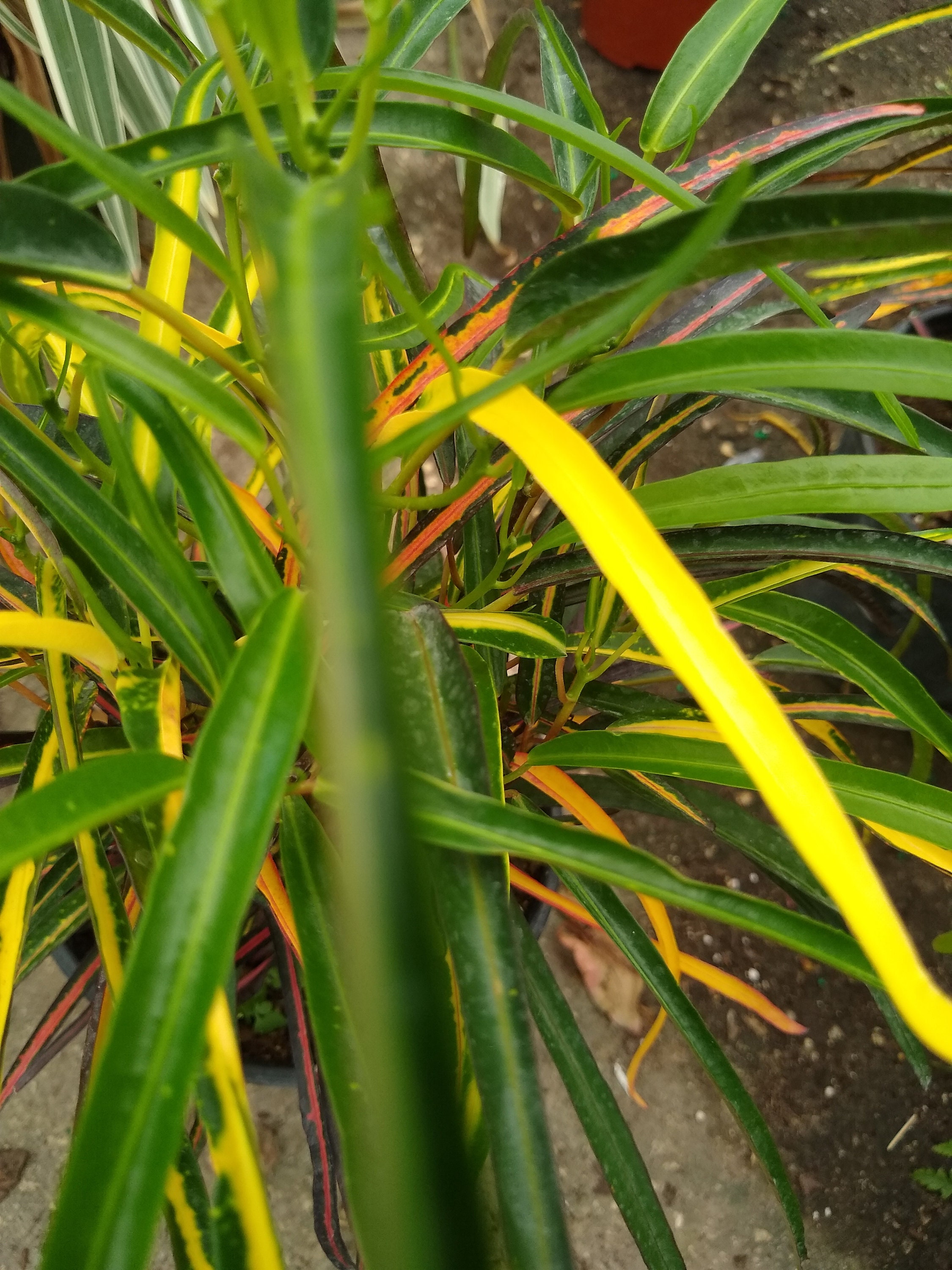 Croton Zanzibar Etsy