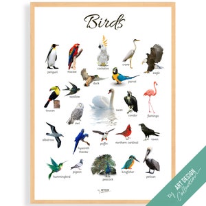 CARTEL DE PÁJAROS • Póster Montessori • Póster educativo Montessori para el aprendizaje en el hogar, guardería, preescolar