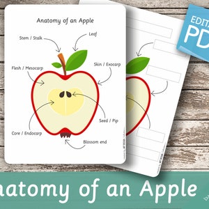 ANATOMISCHER Apfel • Bearbeitbare Pdf Briefgröße Montessori Karten • FlashCards Bearbeitbare Pdf Druckbare Karten Vorschule