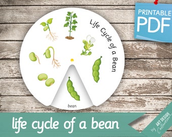 LIFE CYCLE of a BEAN Wheel • Montessori Busy Book Activity Nomenclature Printable Pdf Printable Cards preschool FlashCards