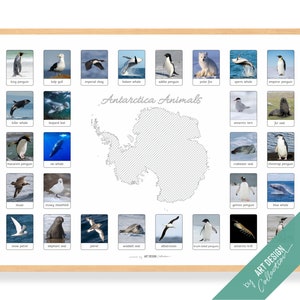 Cartaz de ANIMAIS DA ANTÁRTICA • Cartaz Montessori • Cartaz de aprendizagem educacional Montessori para educação domiciliar Sala de berçário infantil pré-escolar Ártico