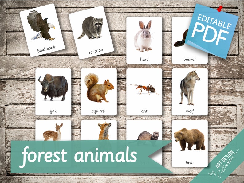 FOREST ANIMALS real pictures 22 Editable Montessori Cards Flash Cards Nomenclature FlashCards Editable PDF Printable Cards preschool afbeelding 2