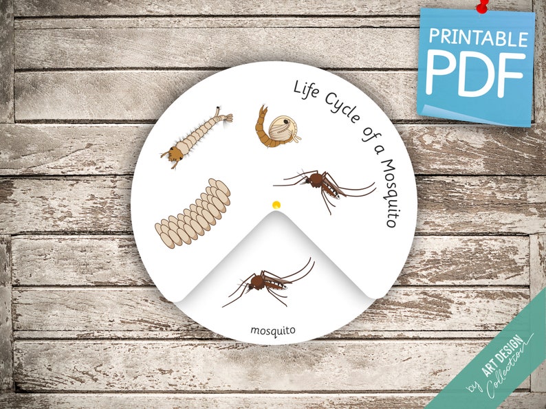 LIFE CYCLE of a MOSQUITO Wheel • Montessori Busy Book Activity ...