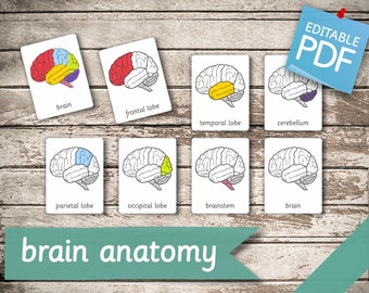HUMAN BRAIN (brain parts - brain functions) • 32 Editable Montessori Cards • Flash Cards Nomenclature Pdf Printable Cards preschool Toys