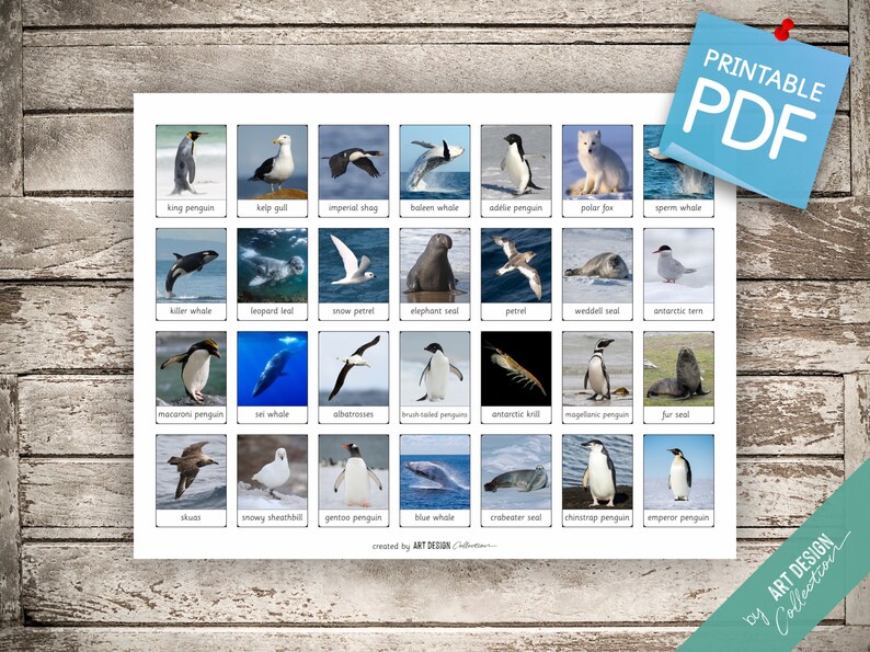 WORLD ANIMALS BOOK 7 Printable Cards 17 X 11 | Etsy