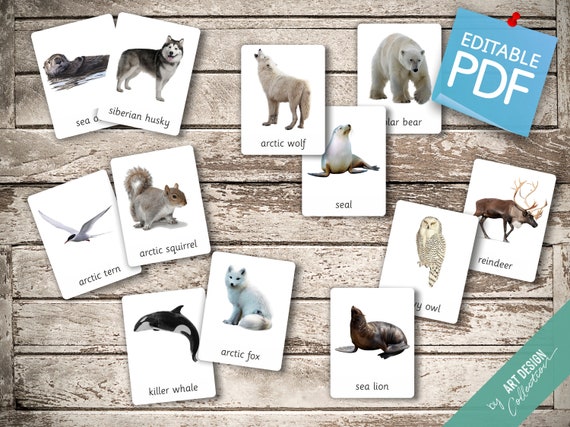 14 FREE Arctic animals Flashcards, PDF