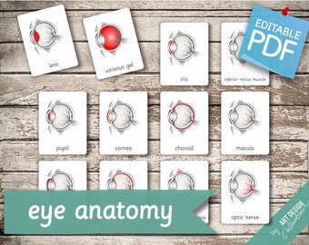 EYE ANATOMY • 15 Editable Montessori Cards • Flash Cards Nomenclature FlashCards Editable Pdf Printable Cards preschool Toys