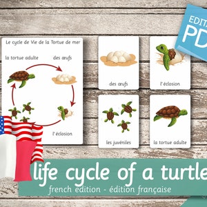 LIFE CYCLE of a TURTLE French Edition • 5 French and 5 English Editable Montessori Cards • Flash Cards Nomenclature Pdf Printable preschool