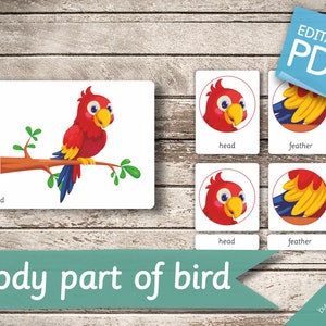PARTIE DU CORPS DE L'OISEAU • 11 cartes Montessori • Cartes Flash Cartes Flash de nomenclature Pdf modifiables Cartes imprimables préscolaire