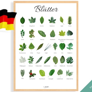 CARTEL DE HOJAS DE PLANTAS Edición alemana • Póster Montessori • Póster educativo Montessori para el aprendizaje en el hogar Juguetes para la habitación de los niños