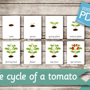 LEVENSCYCLUS van een TOMAAT • 9 bewerkbare montessorikaarten • Flash-kaarten Nomenclatuur Flash-kaarten Pdf-afdrukbare kaarten peuterspeelgoed