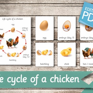 LIFE CYCLE of a CHICKEN • 7 Montessori Cards • Flash Cards  Nomenclature FlashCards  Editable Pdf Printable Cards preschool