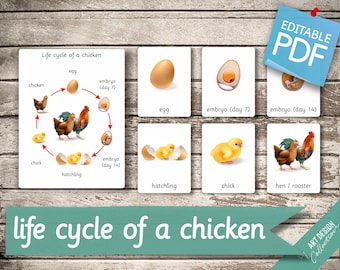 LIFE CYCLE of a CHICKEN • 7 Montessori Cards • Flash Cards  Nomenclature FlashCards  Editable Pdf Printable Cards preschool