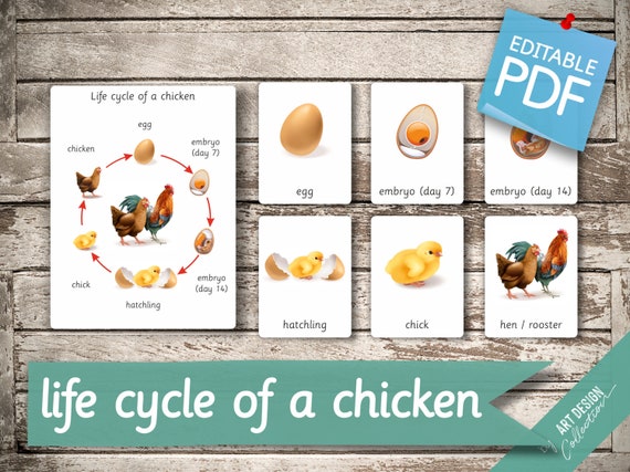 LIFE CYCLE of a CHICKEN 7 Montessori Cards Flash Cards